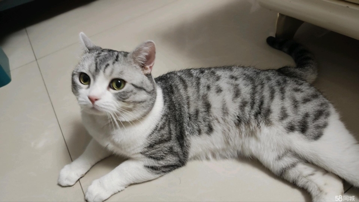 赤峰市區(qū)附近寵物店電話號(hào)碼-第1張圖片