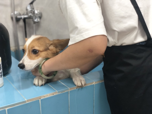 赤峰周日寵物市場(chǎng)地址電話號(hào)碼-第1張圖片