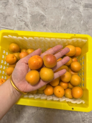 赤峰市附近收杏核的電話號碼-第1張圖片