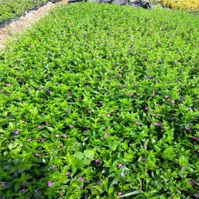 赤峰爬地柏苗基地電話號碼-第1張圖片