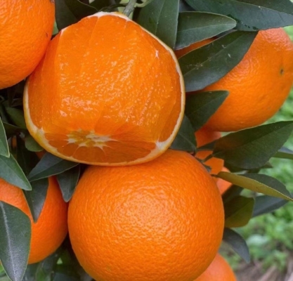 赤峰喀喇沁橙子基地電話號(hào)碼-第1張圖片