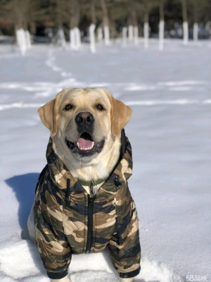 赤峰愛寵寵物電話多少號(hào)碼-第1張圖片