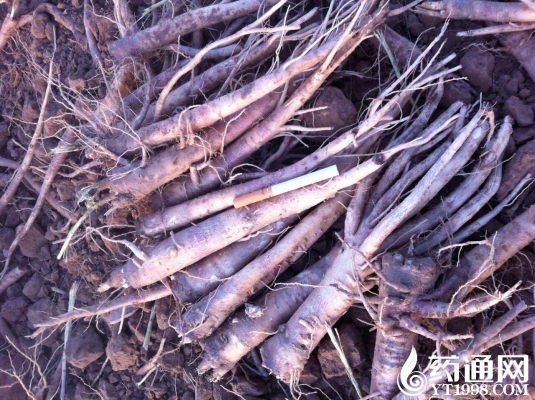 赤峰關(guān)家營大營子社區(qū)電話號碼-第1張圖片