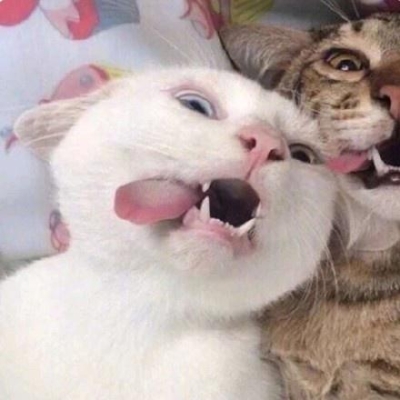 赤峰貓咪配對公司地址電話號碼-第1張圖片