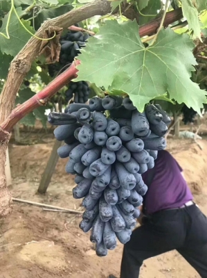 赤峰市葡萄苗售賣地址電話號(hào)碼-第1張圖片