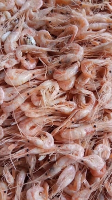 赤峰凍蝦批發(fā)市場電話號碼-第1張圖片