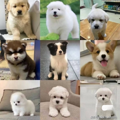 赤峰賣邊牧的電話是多少號-第1張圖片