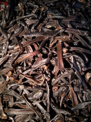 赤峰收野生水蛭電話(huà)號(hào)碼是多少-第1張圖片