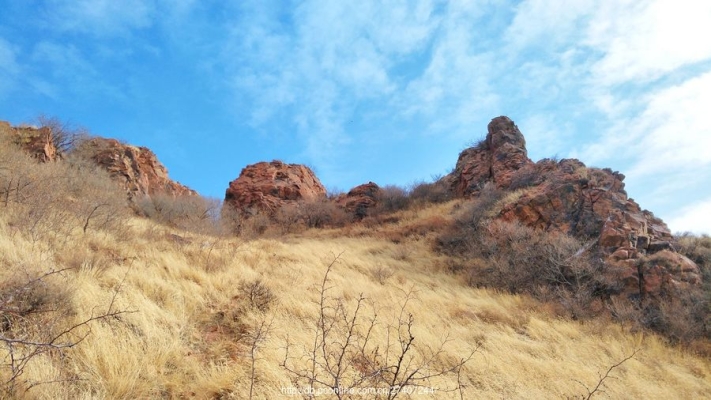 赤峰祭壇花廠家電話號(hào)碼查詢-第1張圖片