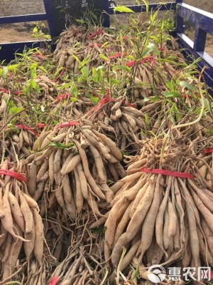 赤峰百部種苗基地地址電話號碼-第1張圖片