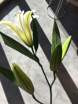 赤峰花田花藝店電話號碼查詢-第1張圖片