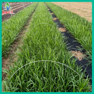 赤峰蛇鞭菊苗種植基地電話號(hào)碼-第1張圖片