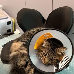 赤峰圣亞寵物診所電話號(hào)碼查詢-第1張圖片