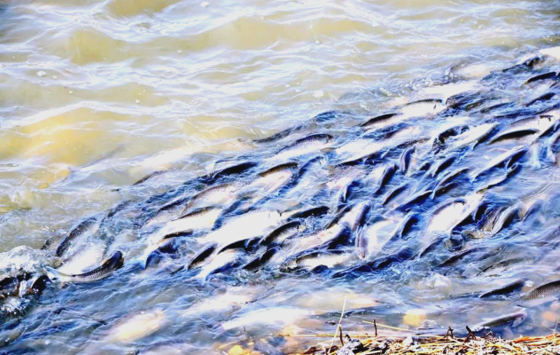 赤峰水馬救援隊(duì)電話地址查詢-第1張圖片