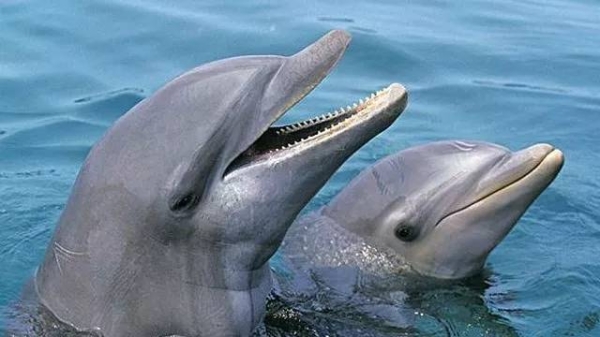 赤峰水母市場地址電話號碼查詢-第1張圖片