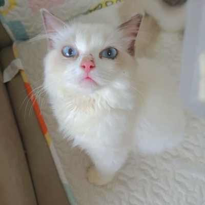 赤峰萬達(dá)貓舍電話地址查詢-第1張圖片