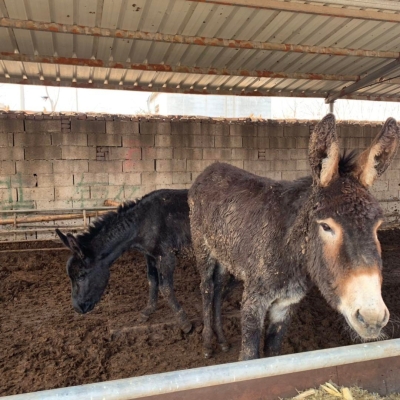 赤峰肉驢養(yǎng)驢場電話地址查詢-第1張圖片