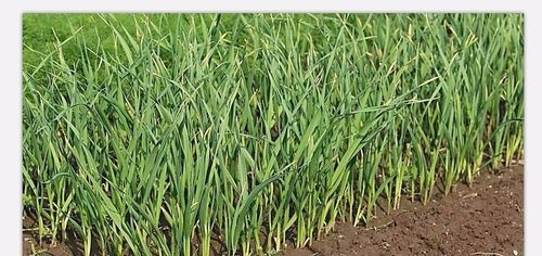 赤峰蒜苔基地電話號(hào)碼查詢-第1張圖片