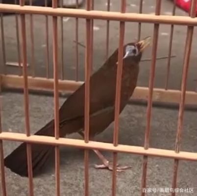 赤峰畫眉鳥店電話號碼多少號-第1張圖片