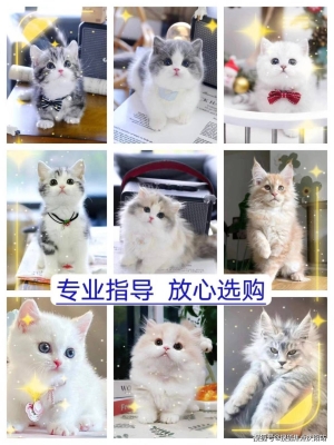 赤峰狗狗柯基出售電話是多少號(hào)-第1張圖片