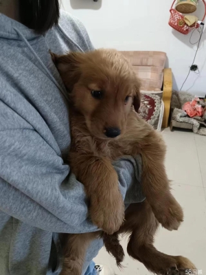 赤峰附近寵物市場(chǎng)地址電話號(hào)碼-第1張圖片