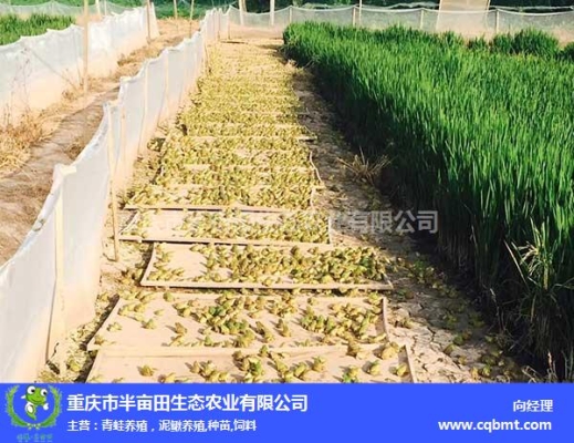 赤峰大頭草龜養(yǎng)殖基地電話號碼-第1張圖片