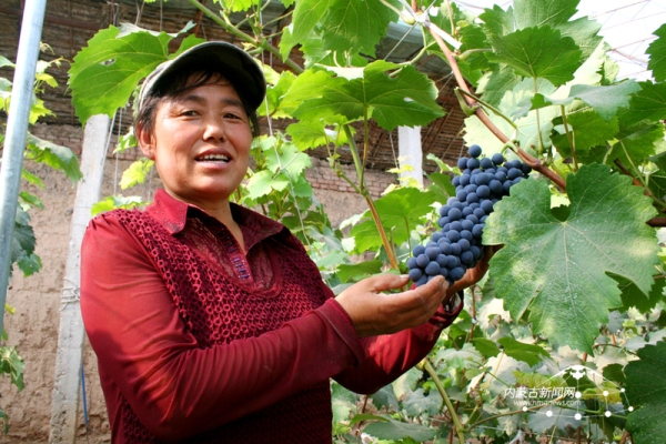 赤峰周邊采摘農(nóng)場(chǎng)地址電話是多少-第1張圖片
