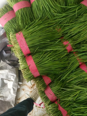 赤峰韭菜批發(fā)電話多少號碼-第1張圖片