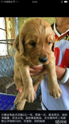 赤峰寵物狗售賣電話號碼查詢-第1張圖片