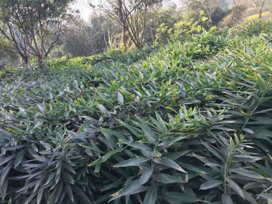 赤峰松樹林種植基地電話號碼-第1張圖片