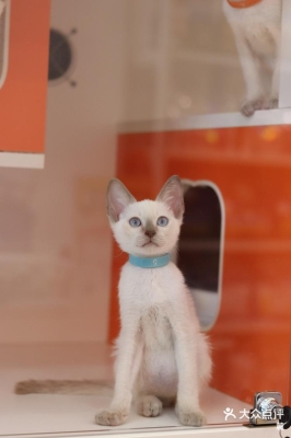 赤峰寵物店暹羅貓電話(huà)號(hào)碼-第1張圖片