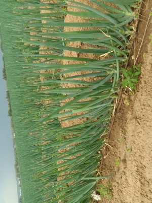 赤峰出售羊草電話號碼是多少號-第1張圖片