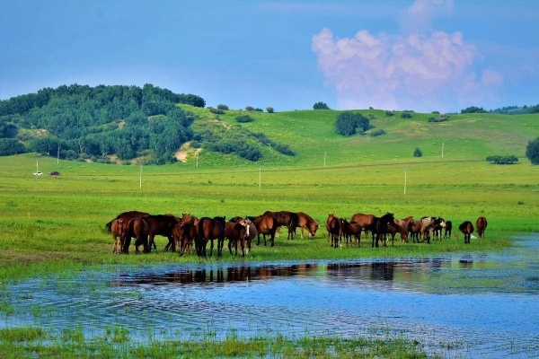 赤峰林大生金店電話號(hào)碼查詢-第1張圖片