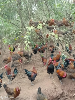 赤峰土雞養(yǎng)殖場聯(lián)系電話號碼-第1張圖片