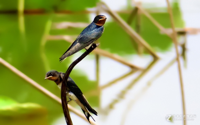 赤峰市小燕子飯店電話號(hào)碼-第1張圖片