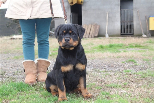 赤峰寵物狗羅威納出售電話號(hào)碼-第1張圖片