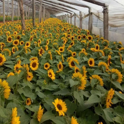 赤峰草花種子公司電話號(hào)碼-第1張圖片