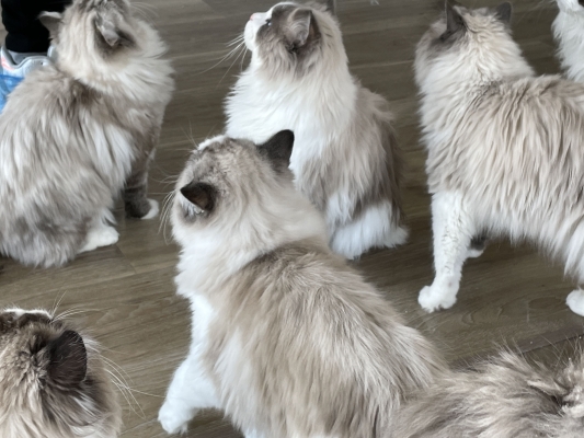 赤峰平莊貓舍電話多少號(hào)-第1張圖片