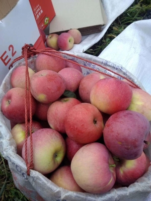 赤峰水果月餅批發(fā)電話多少號(hào)-第1張圖片