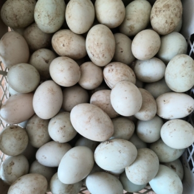 赤峰液態(tài)酥油批發(fā)電話號碼查詢-第1張圖片