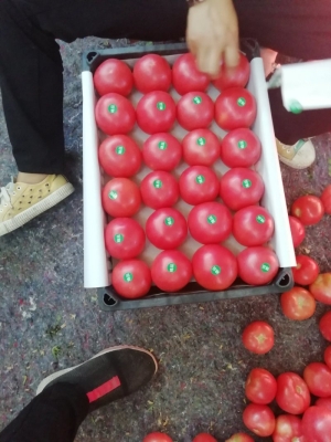 赤峰馨悅草莓園電話多少號-第1張圖片