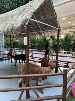 赤峰哪里賣寵物-第1張圖片