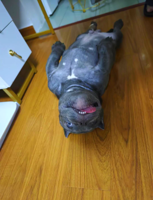 赤峰惡霸犬基地電話號(hào)碼查詢-第1張圖片