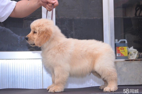 內(nèi)蒙赤峰市犬舍招聘電話號碼-第1張圖片