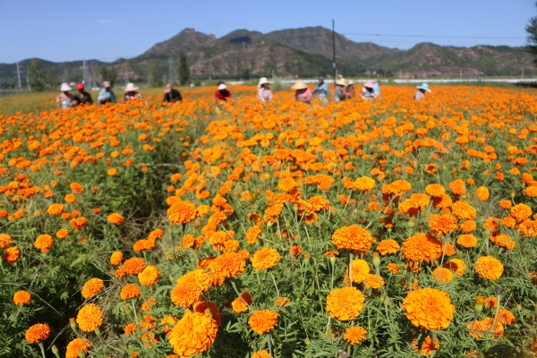 承德六溝到赤峰拼車電話是多少-第1張圖片