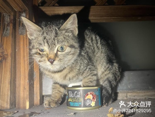 赤峰收養(yǎng)小貓電話號碼是多少號-第1張圖片