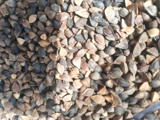 赤峰蕎麥面廠家電話地址查詢-第1張圖片