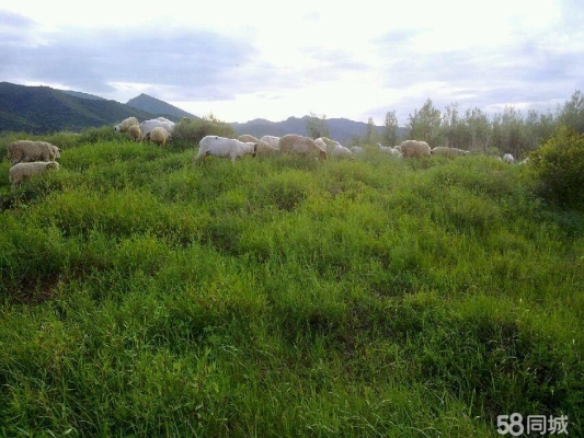 赤峰維嘉中介電話多少號碼-第1張圖片
