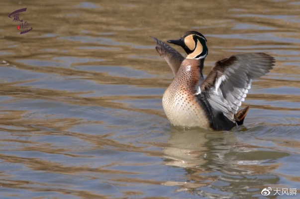 赤峰拍鳥(niǎo)基地在哪里啊電話號(hào)碼-第1張圖片