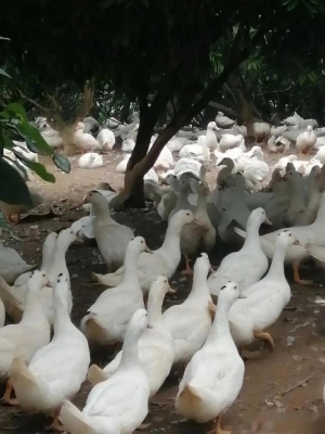 赤峰櫻桃谷種鴨基地電話號(hào)碼-第1張圖片